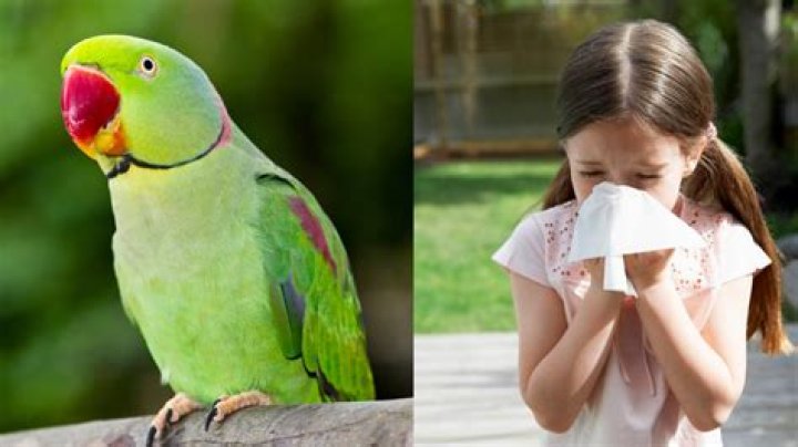 Health alert after parrot fever that can trigger severe pneumonia and meningitis infects dozens of humans