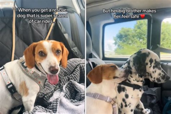 Hearts Melt As Dog Comforts Rescue Sister Scared Of Car Rides