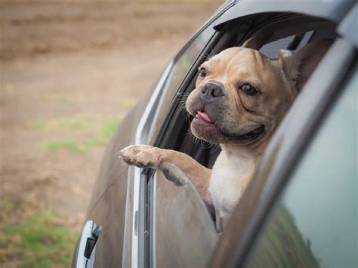Hilarious Moment French Bulldog Locks Owners Out of Car at Border—'Jealous'