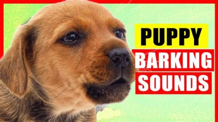 Hilarious Moment Retriever Puppy Barks So Hard He Flips His Ears Inside Out 