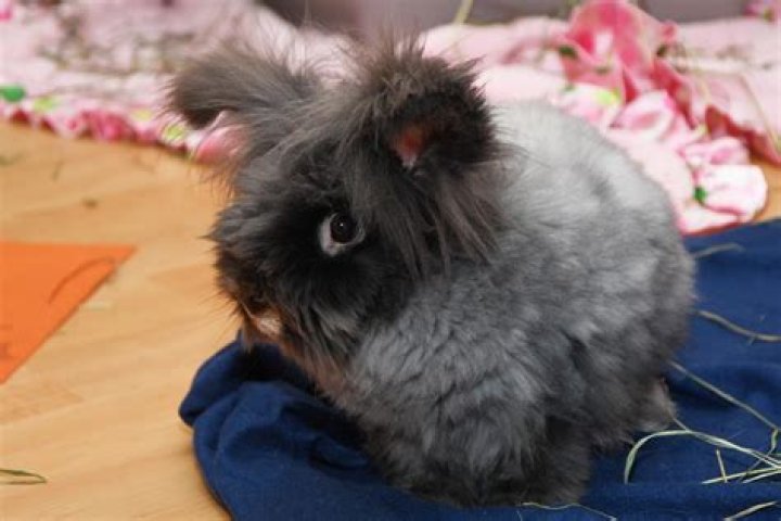 Hop Over to Bunfest Next Weekend