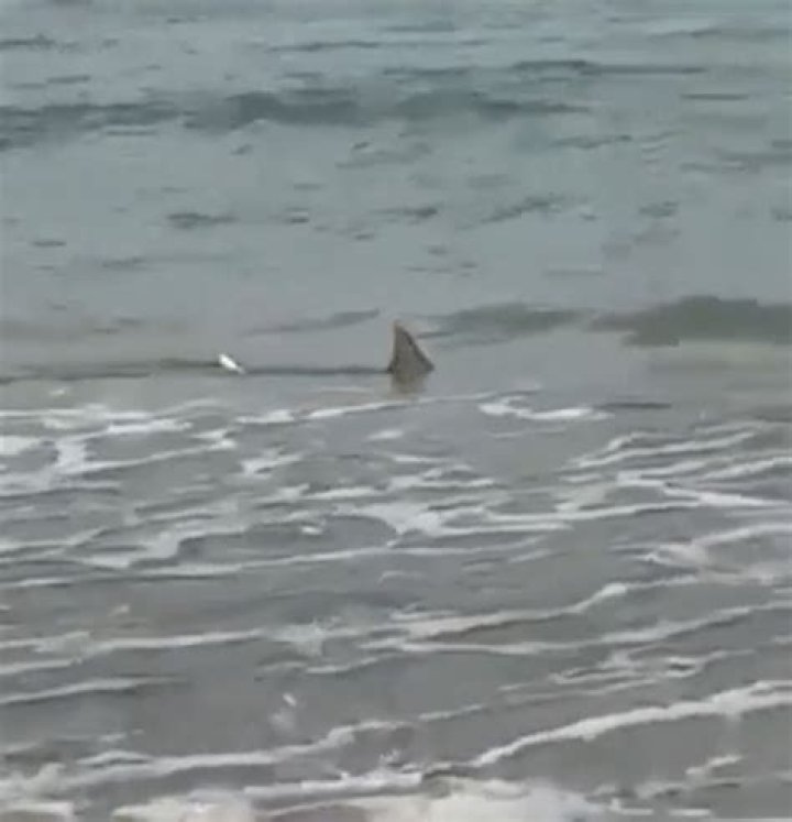 Horror moment sharks spotted hunting only feet from shore at popular US tourist beach close to 'world bite capital'