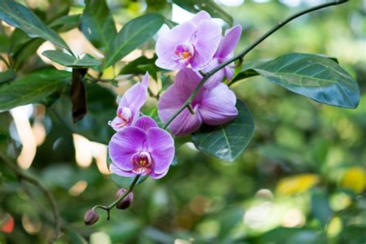 How are orchids adapted to the rainforest?