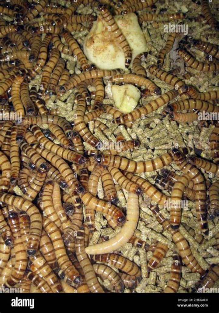 How Big Are Mealworm Eggs