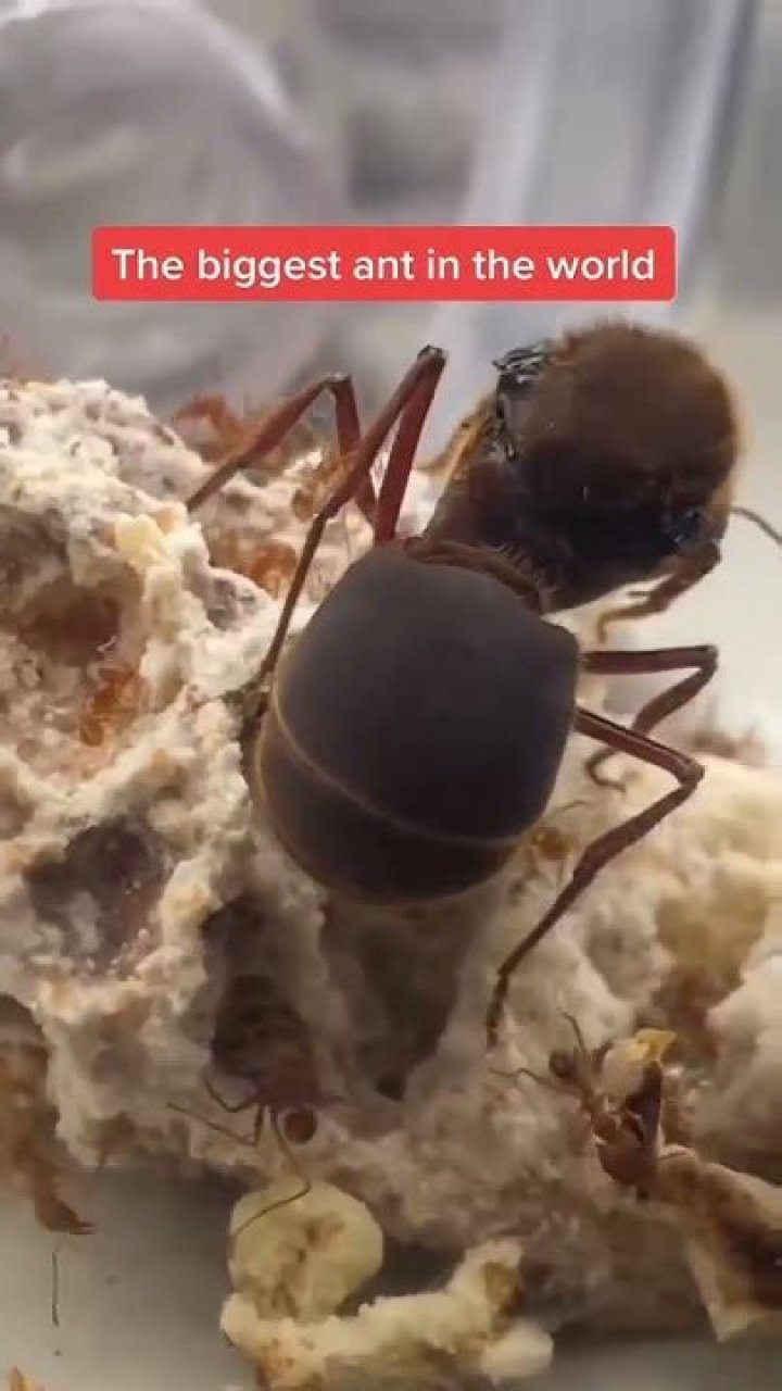 How Big Is The Biggest Ant In The World