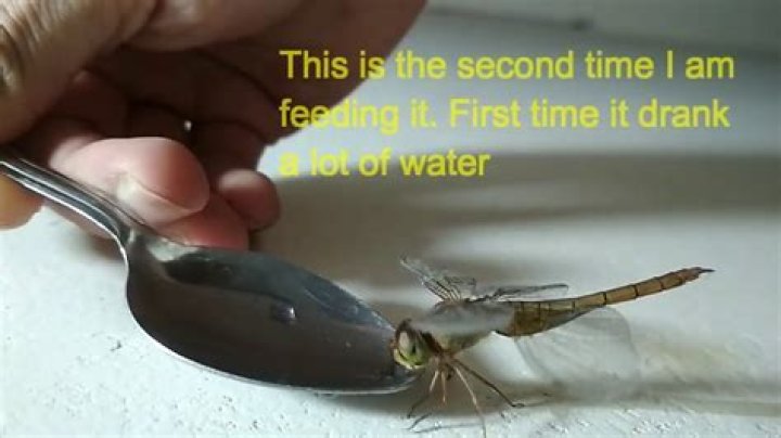 How do dragonflies drink?
