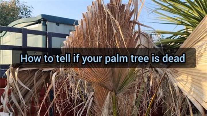 Question: How Do I Know If My Palm Tree Is Dead