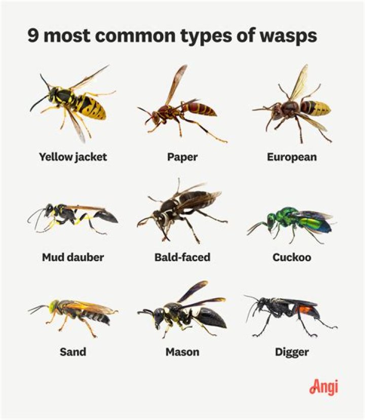 How do you get rid of wasps in a brick wall?