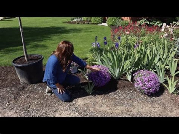 Quick Answer: How Far Apart To Plant Creeping Phlox