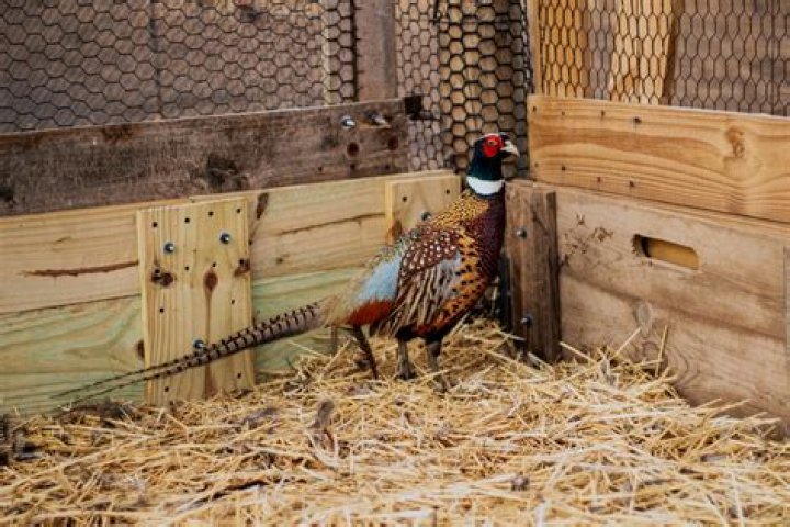 How fast can a ringneck pheasant run?