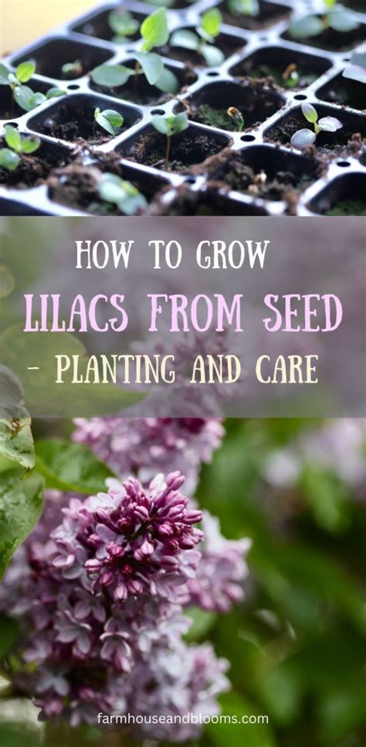 Quick Answer: How Fast Do Lilacs Grow From Seed