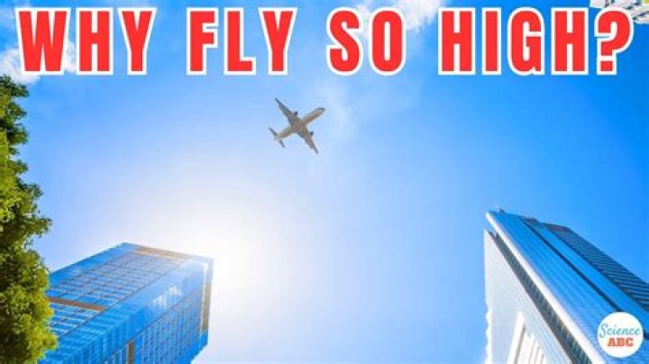 How high can a flamingo fly?