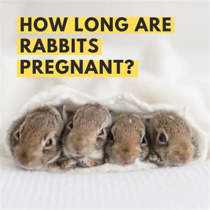 How Long Are Rabbits Pregnant