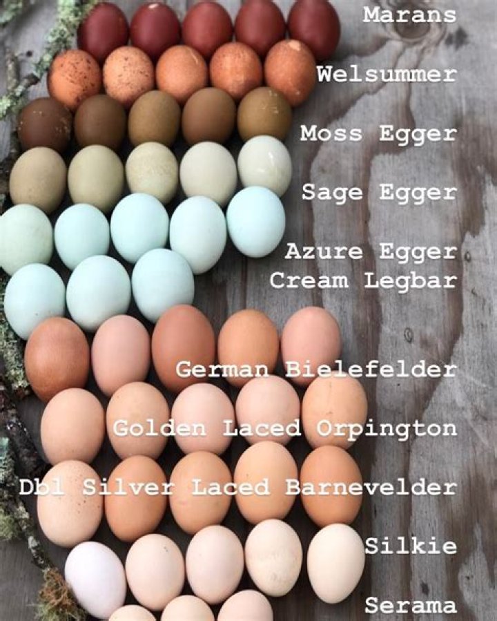 Quick Answer: How Long Do Ameraucana Chickens Lay Eggs