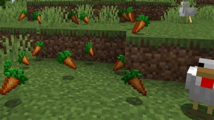 How Long Do Carrots Take To Grow Minecraft