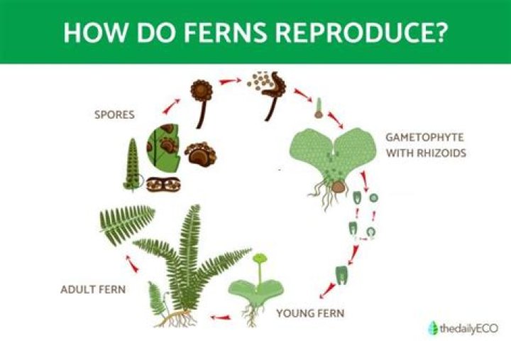 How Long Do Ferns Live