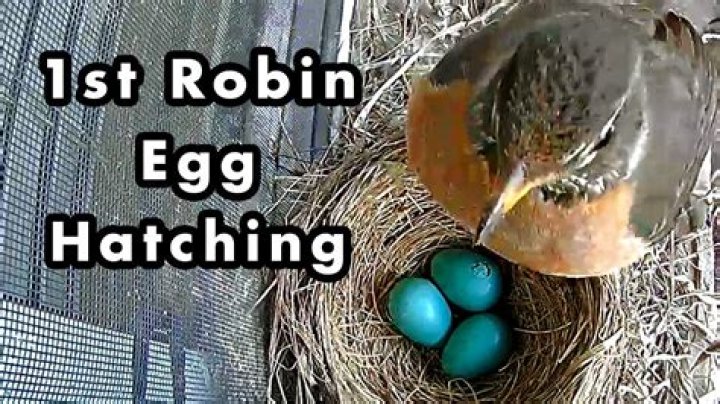 Quick Answer: How Long Does It Take For A Robin Egg To Hatch