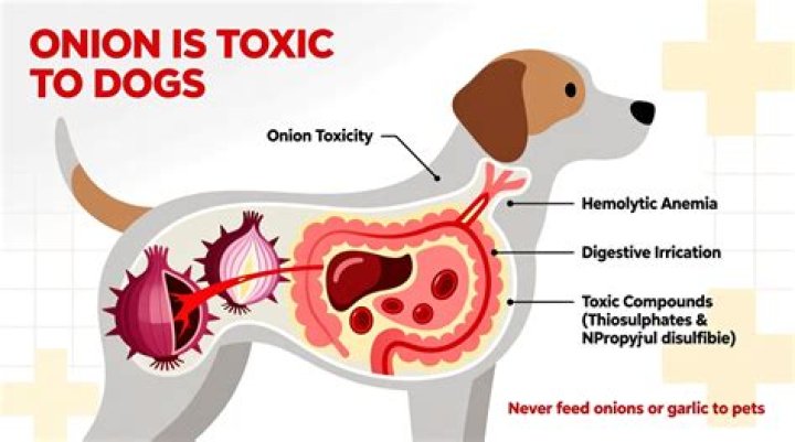 How Long Does Onion Poisoning Last In Dogs