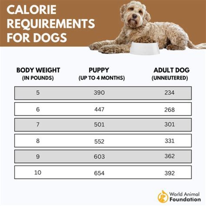 Quick Answer: How Many Calories Should A Senior Dog Eat