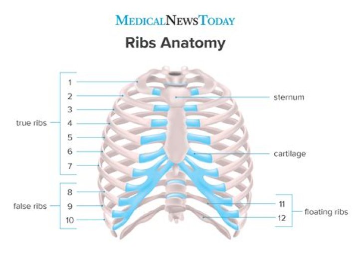 How many ribs do humans have?