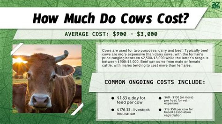 How Much Does A Angus Cow Cost