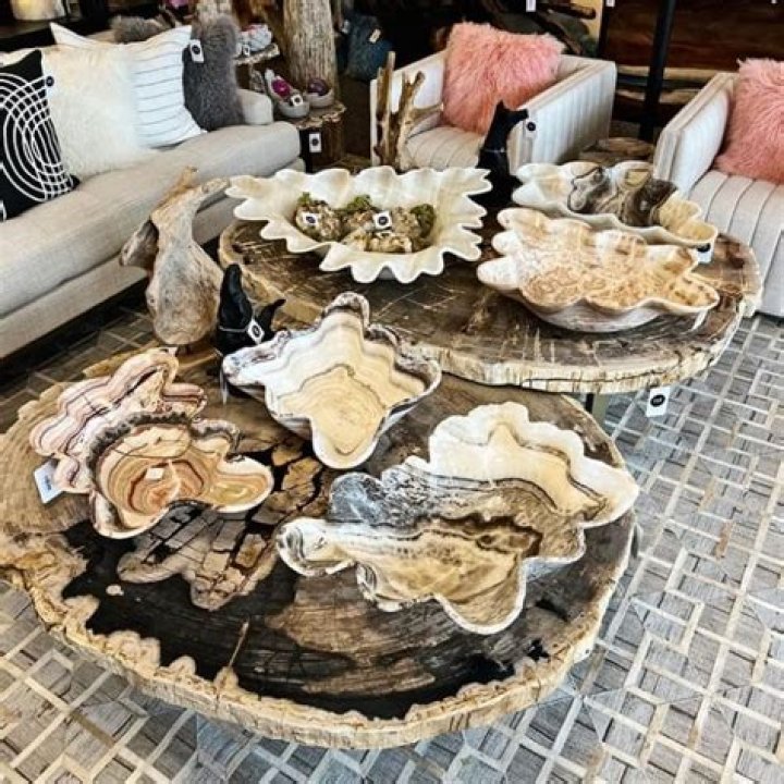 How Much Is Petrified Wood Worth Per Pound