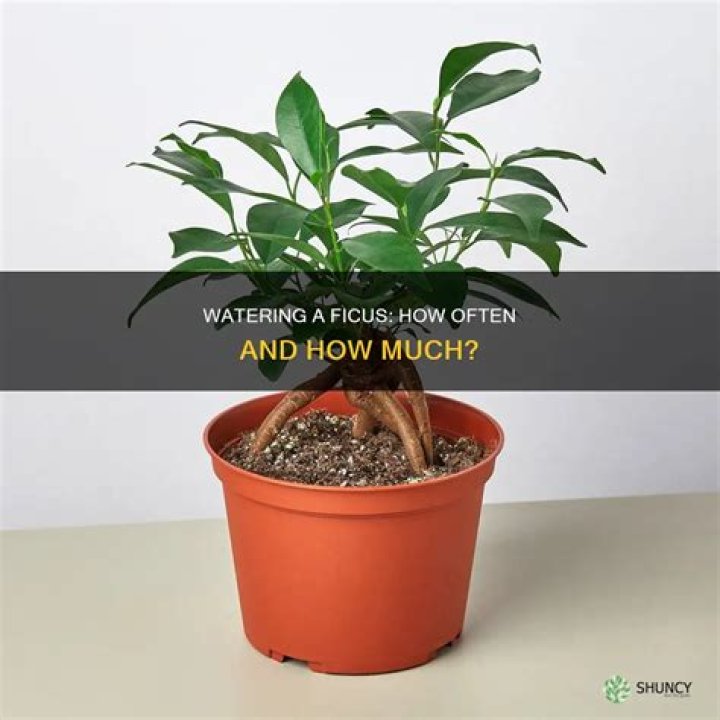 Quick Answer: How Often To Water A Ficus Tree