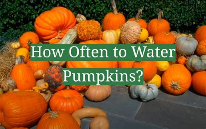 How Often To Water Pumpkins