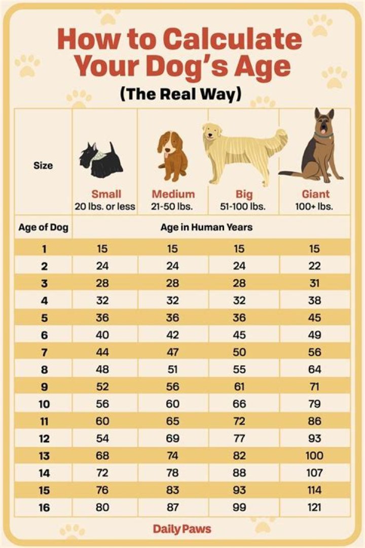 How old is your dog? New equation shows how to calculate its age in human years