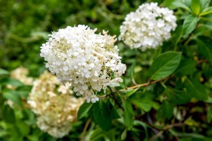 Question: How To Care For Bobo Hydrangea