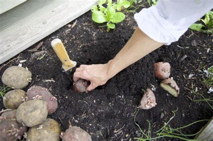 How To Clean Potatoes From The Garden