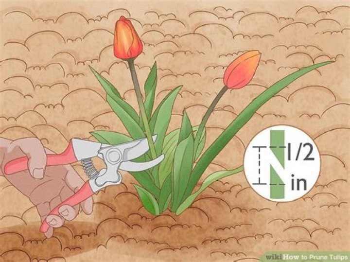 Question: How To Cut Tulips So They Regrow