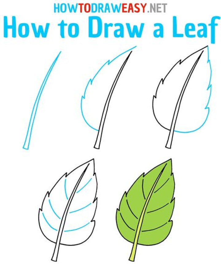 Quick Answer: How To Draw A Big Leaf Step By Step