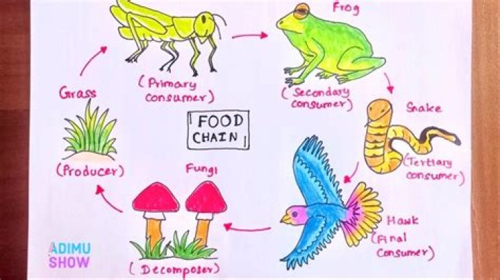 Question: How To Draw A Food Chain