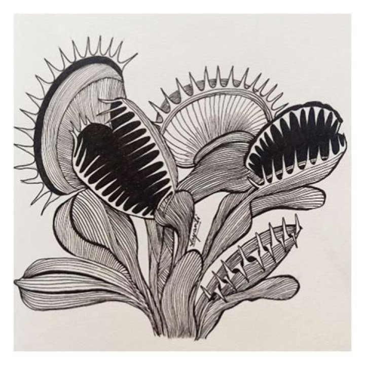 How To Draw A Realistic Venus Fly Trap
