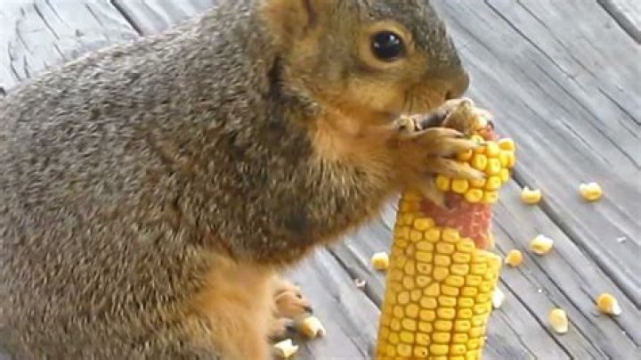 Quick Answer: How To Dry Corn On The Cob For Squirrels