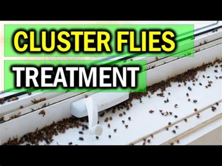 How To Get Rid Of Cluster Flies Diy