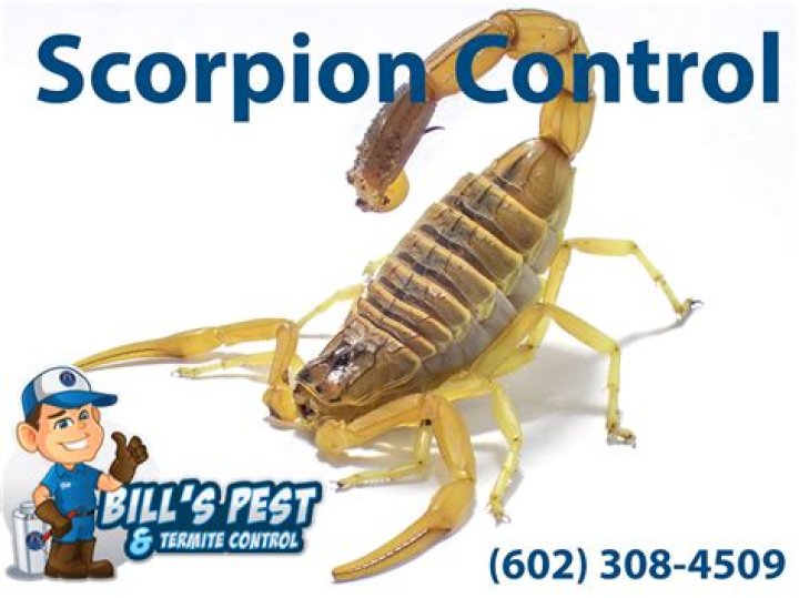 Quick Answer: How To Get Rid Of Scorpions Diy