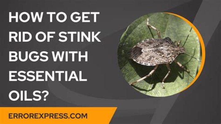 How To Get Rid Of Stink Bugs With Essential Oils