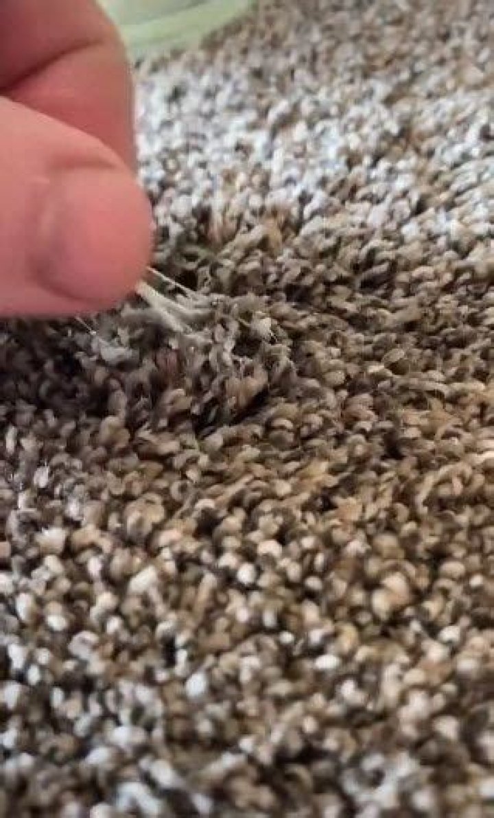 I’m a pro carpet cleaner – how to get sticky gum out of carpet with a cheap and common kitchen ingredient
