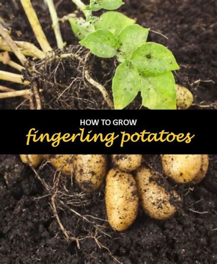 Question: How To Grow Fingerling Potatoes