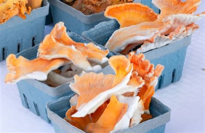 How To Identify Chicken Of The Woods Mushrooms