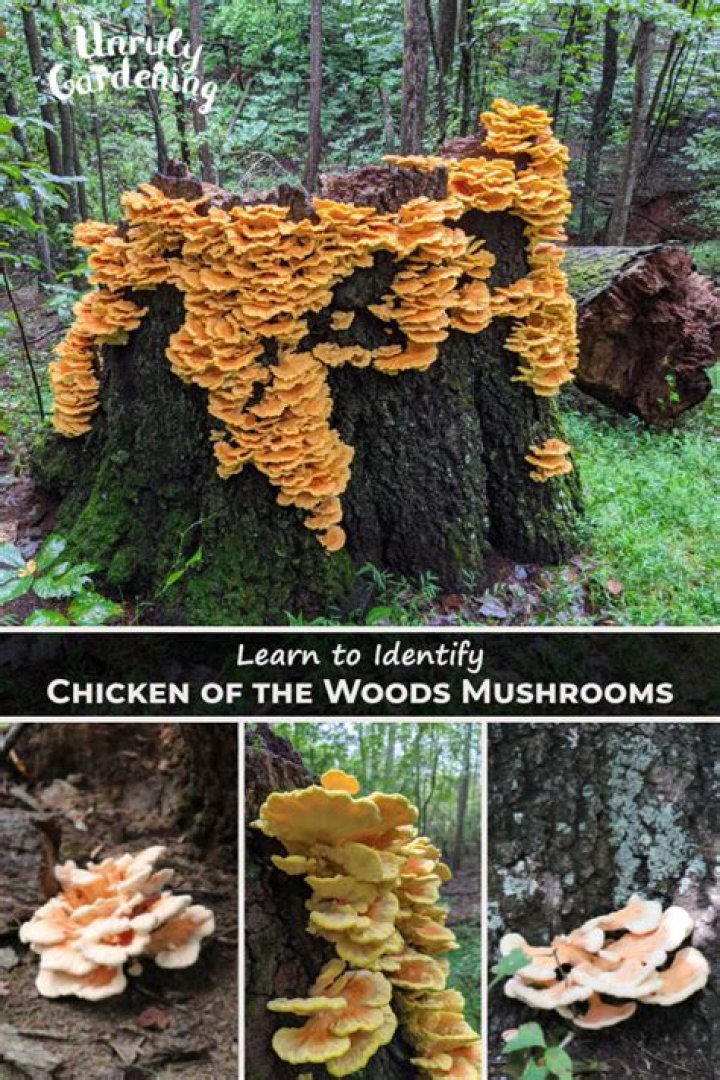 How To Identify Chicken Of The Woods