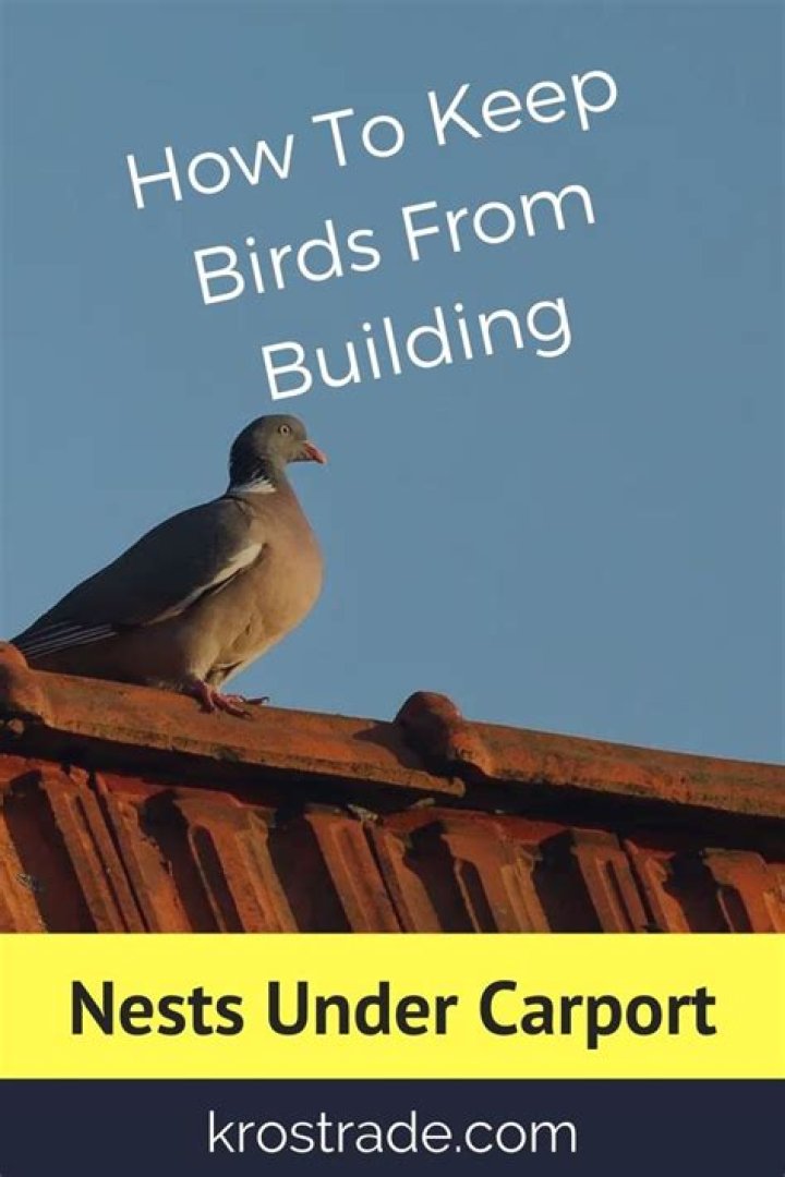 How To Keep Birds From Building Nests Under Carport