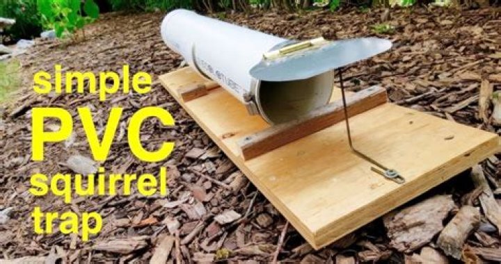 How To Make A Diy Squirrel Trap