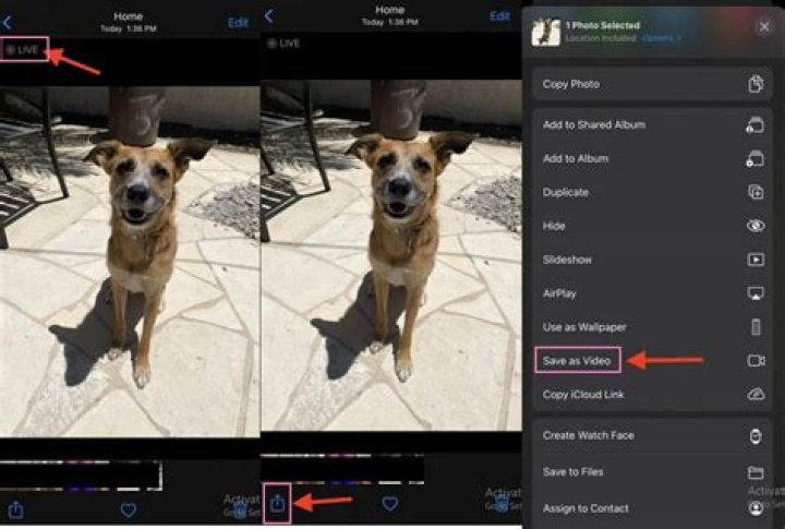 How To Make A Live Photo A Loop