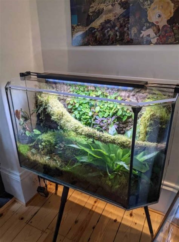 Quick Answer: How To Make A Terrarium With Fish