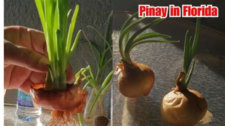 How To Plant An Onion That Sprouted