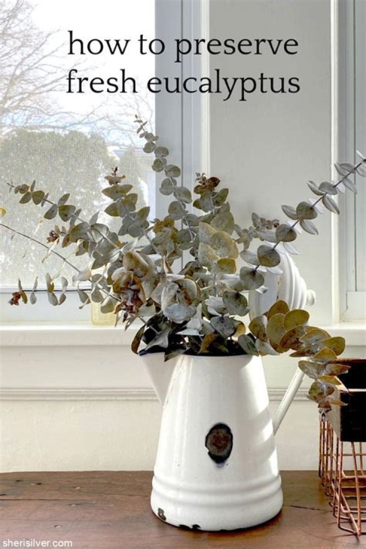 Quick Answer: How To Preserve Fresh Eucalyptus