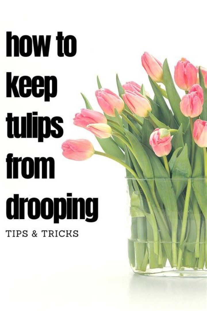 How To Preserve Tulips - Seniorcare2